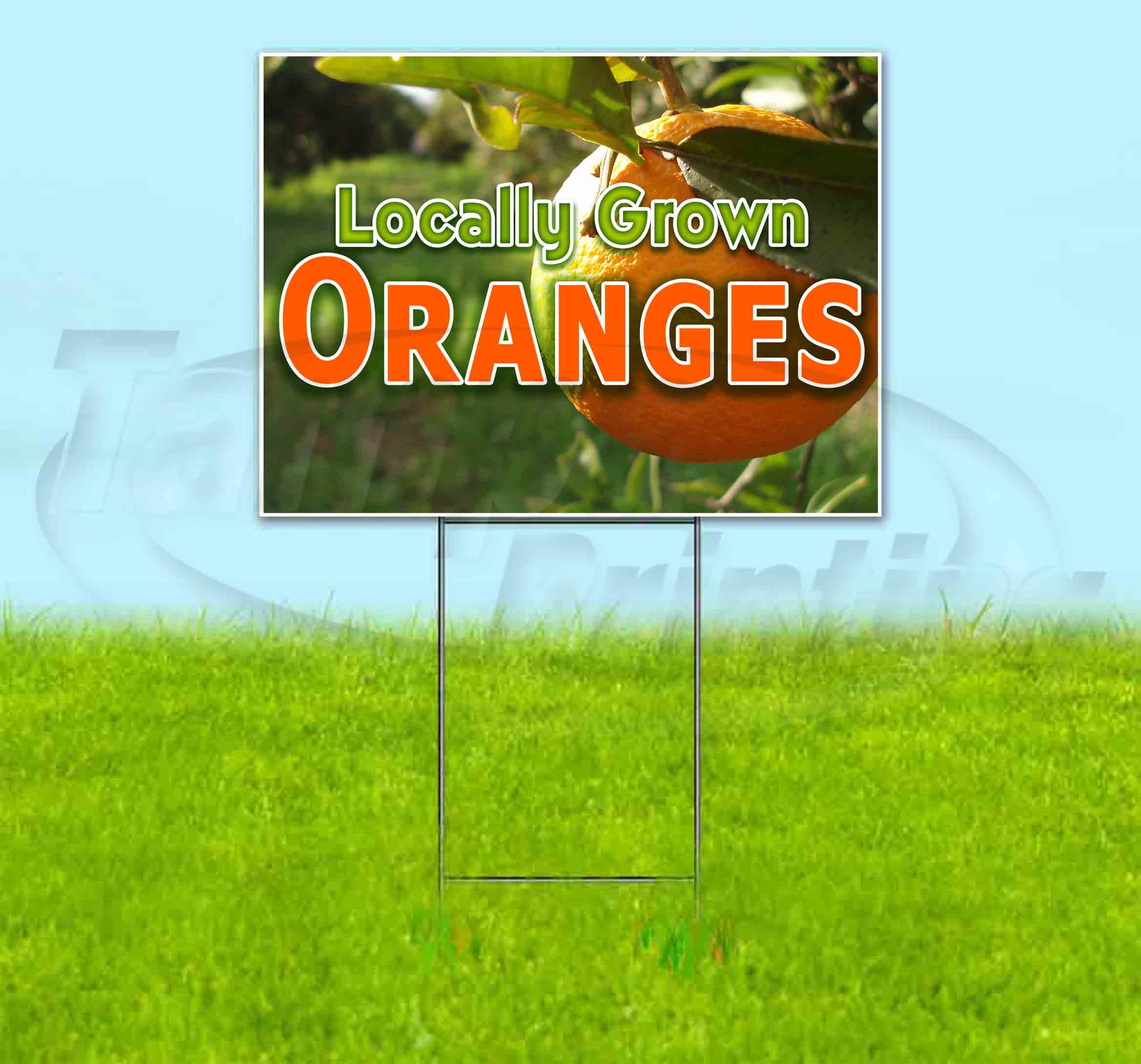 Locally Grown Oranges (18